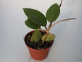 hoya acuta nova 1391