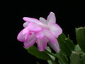 schlumbergera lady linda 15