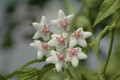 hoya lanceolata 8335 05