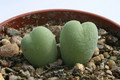 conophytum bilobum piriforme sb1107 kaboos 2901