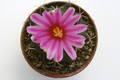 thelocactus buekii kkr300 9840