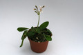 pelargonium campestre 7303