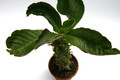 monadenium spectabile 0619