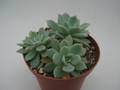echeveria secunda glauca 8369