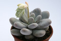 pachyphytum oviferum 7974