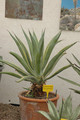 agave anomala marginata 02