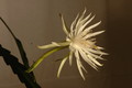 epiphyllum pumilum phasen 2305