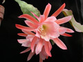 eh jutta 7290 03