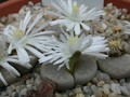 lithops julii pallid1