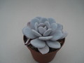 echeveria laui 8406