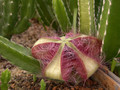 stapelia gettliffei 02