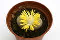 lithops terricolor prince albert c134 1347