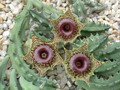 huernia zebrina02