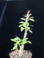 fouquieria macdougallii 01