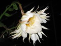 epiphyllum chrysocardium 512