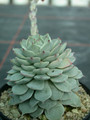 echeveria mexicensis es3147 02