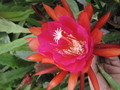 eh arepal 5170 49