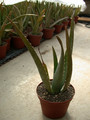 aloe vera 14 4