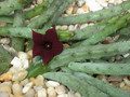 huernia penzigii zander 08
