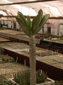 kalanchoe grandidierii 01