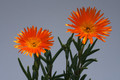 lampranthus cv orange Bluete 7776