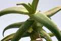 aloe dhufarensis groß 8116