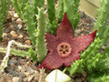stapelia incomparabilis 01