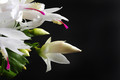 schlumbergera salvador brasil 002