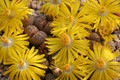 lithops franciscii 201 0185