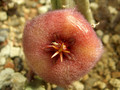 stapelia obducata cockscoms peak 0088