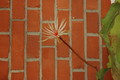 epiphyllum phyllanthus rubrocoronatum rba373 726