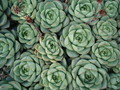 echeveria turgida 44
