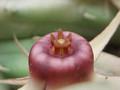 huernia procumbens karoo 0725