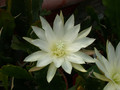 eh snowflake 8960 02