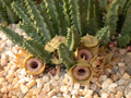 huernia guttata guttata 02