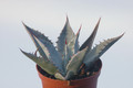 agave shrevei matapensis matape son 8553