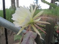 eh kimnachii 6 2 jitold chiapas pk7403 9917