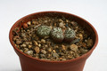 conophytum obcordellum sb635 lokenburg 2911