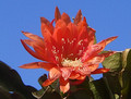 eh auburn mist 1517