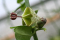 ceropegia distiucta haygarthii 9314