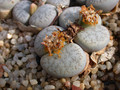 lithops pseudotruncatella elisabethae 04