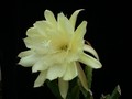 eh yellow gem 9910 2