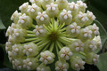hoya pachyclada 6505