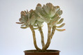 pachyphytum silberfaecher 7980