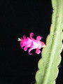 lepismium micranthum hbg49854 03