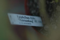 eh maienanfang 02