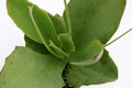 kalanchoe synsepala klein 1198