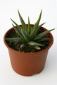 haworthia britteniae 7279