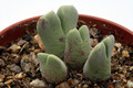 conophytum blandum 2795