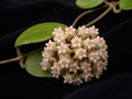 hoya acuta nova01